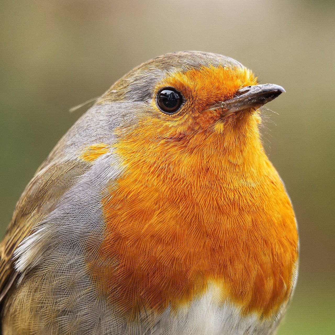 wildlife, robin, bird, beautiful wallpaper, breast, redbreast, nature, cold, winter, plumage, animal, background, european, natural, red, avian, fauna, small, blurred, wooden, closeup, standing, log, backdrop, habitat, uk