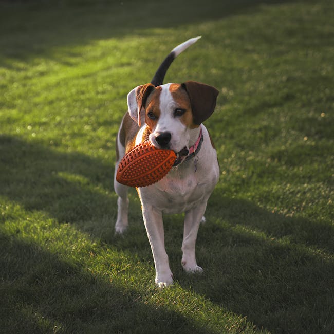 A beagle excitedly holds a toy in its mouth while standing on a sunny lawn.